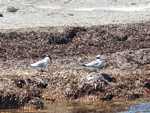 Cayo Divisa