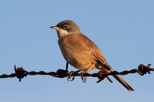 Spectacled Warbler