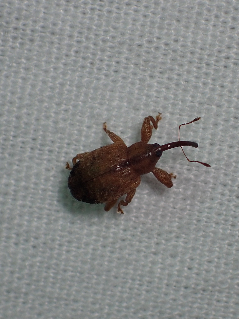 Ochyromera ligustri from Little River Canyon National Preserve, DeKalb ...