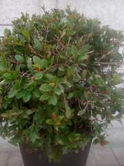 Magnoliopsida