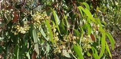Eucalyptus fasciculosa