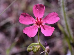 Drosera fragrans