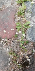 Capsella bursa-pastoris