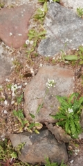 Capsella bursa-pastoris