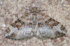 Xanthorhoe lacustrata