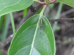 Odontomantis sinensis