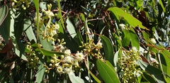 Eucalyptus fasciculosa
