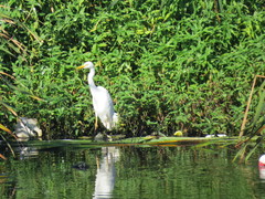 Ardea intermedia brachyrhyncha