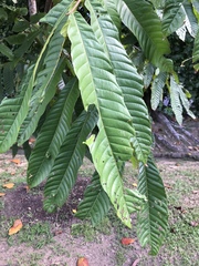 Pometia pinnata
