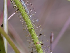Drosera fragrans