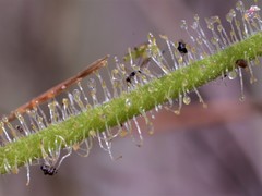 Drosera fragrans