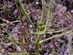 Drosera fragrans