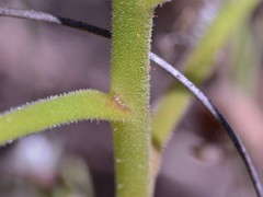Drosera fragrans