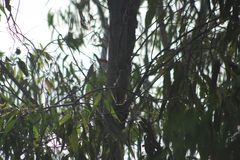 Cacomantis variolosus variolosus