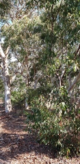 Eucalyptus fasciculosa