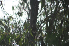 Cacomantis variolosus variolosus