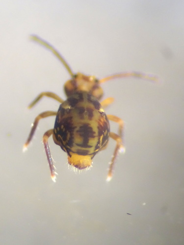 Dicyrtomina saundersi, photo 2 of 10