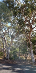 Eucalyptus fasciculosa