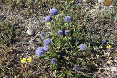 Globularia