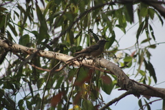 Cacomantis variolosus variolosus