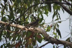 Cacomantis variolosus variolosus