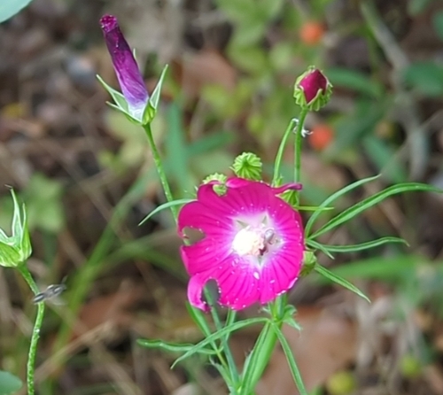Image of Callirhoe leiocarpa by (c) Megan Kossa, some rights reserved (CC BY)