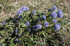 Globularia
