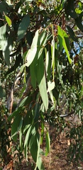 Eucalyptus fasciculosa
