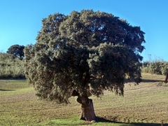 Quercus ilex