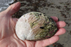 Haliotis australis