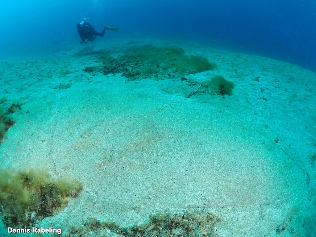 Spiny Butterfly Ray in April 2024 by Dennis Rabeling · iNaturalist