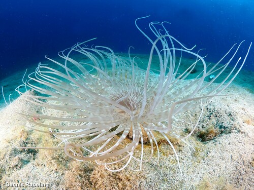 Representative image of Pachycerianthus solitarius