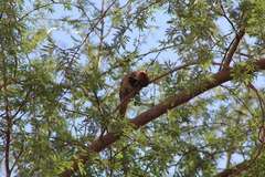 Passer domesticus