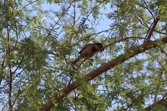Passer domesticus