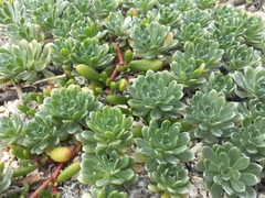 Heliotropium anomalum