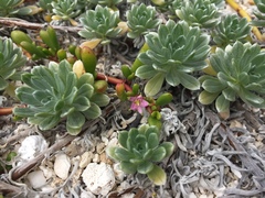 Heliotropium anomalum