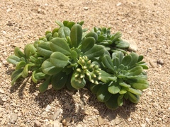 Heliotropium anomalum