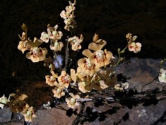 Utricularia fulva