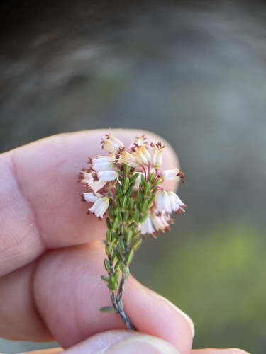 Image of Erica capillaris by (c) Charleen Brunke, some rights reserved (CC BY)