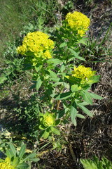 Helioscopia