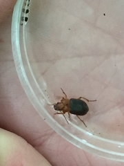 Amphasia interstitialis