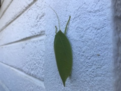 Zabalius ophthalmicus