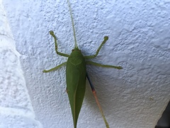 Zabalius ophthalmicus