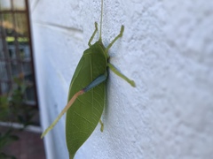 Zabalius ophthalmicus