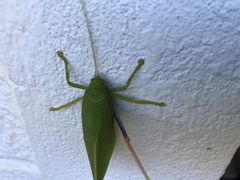 Zabalius ophthalmicus