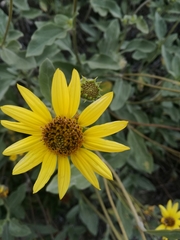 Helianthus niveus