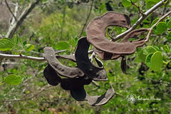 Microlobius foetidus