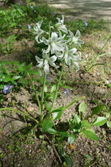 Ornithogalum nutans