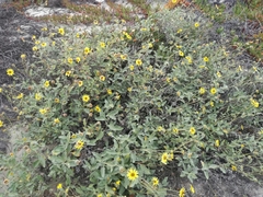 Helianthus niveus