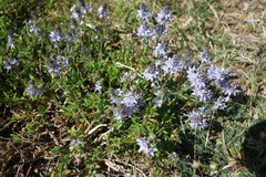 Veronica austriaca